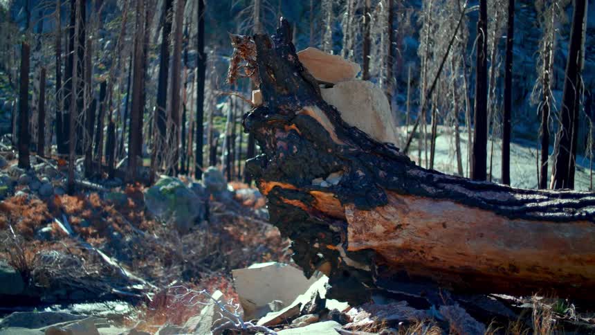 A fallen tree log, charred from a forest fire, lies on the ground with burnt trees in the background