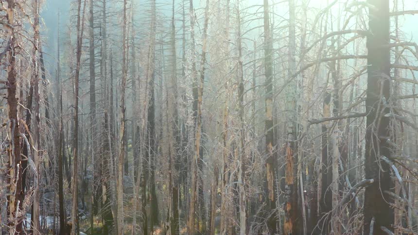Sunlight filters through the smokey haze of a desolate forest landscape ravaged by wildfire