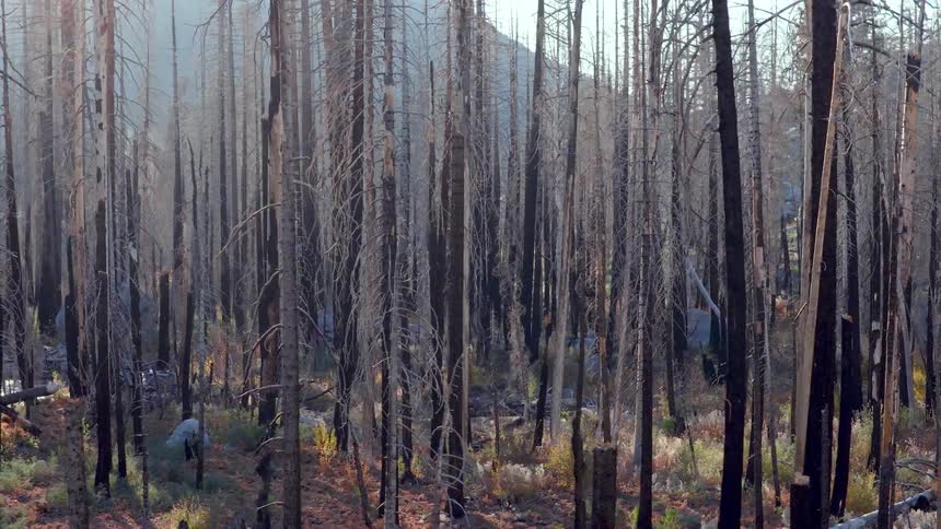 Sunlight filters through a desolate forest of dead, charred trees in the aftermath of a devastating wildfire