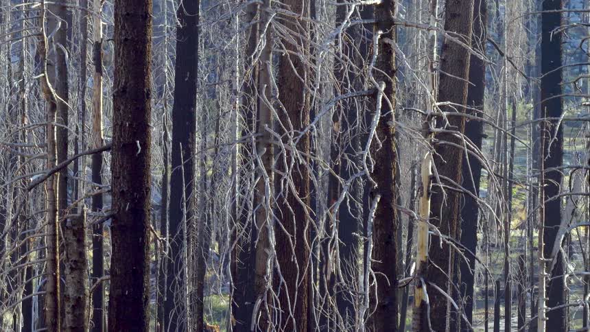 A slow pull-out shot reveals the desolate landscape of a forest filled with dead, charred trees after a wildfire