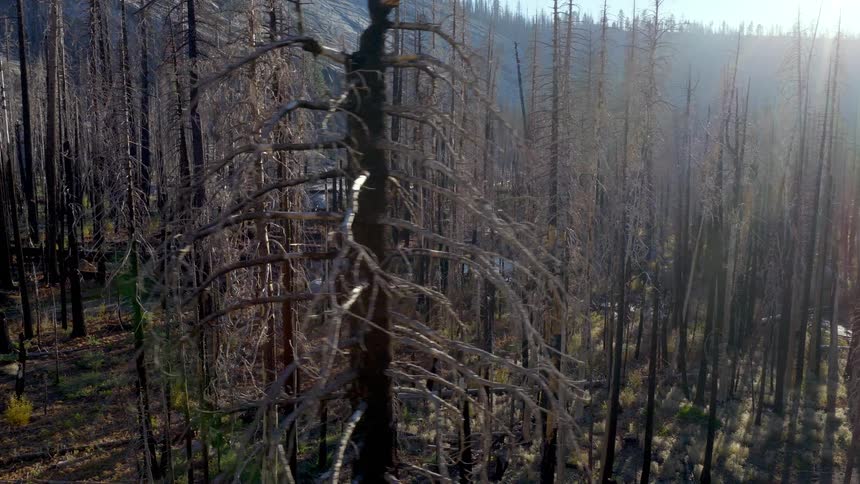 An aerial shot slowly moves through a desolate forest of burnt and dead trees, showing the aftermath of a severe wildfire