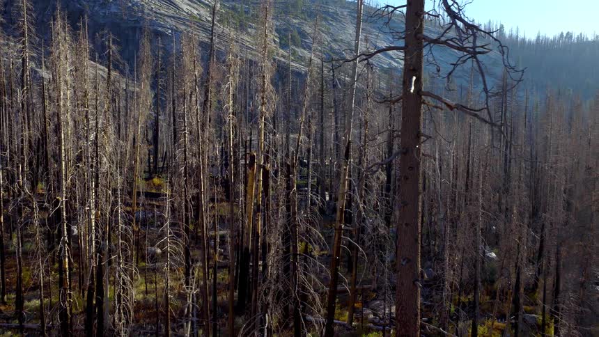 A slow, sweeping view reveals the stark aftermath of a forest fire, with countless burnt and dead trees standing on a mountainside