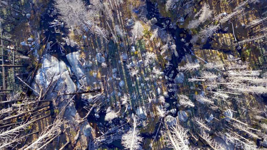 An eerie top-down aerial view slowly ascends over a river winding its way through a desolate, fire-ravaged forest
