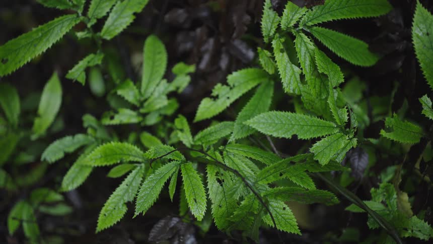 A still, close-up shot of green serrated leaves against a dark forest floor