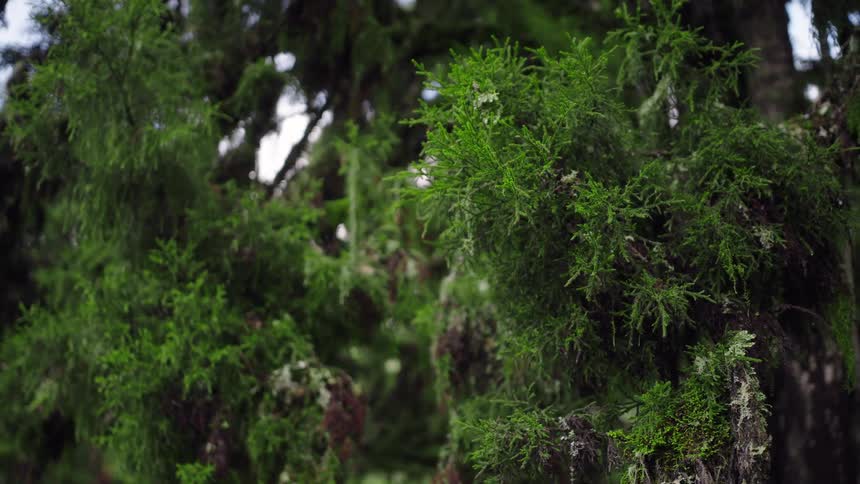 A detailed close-up shot of mossy evergreen branches in a serene forest setting