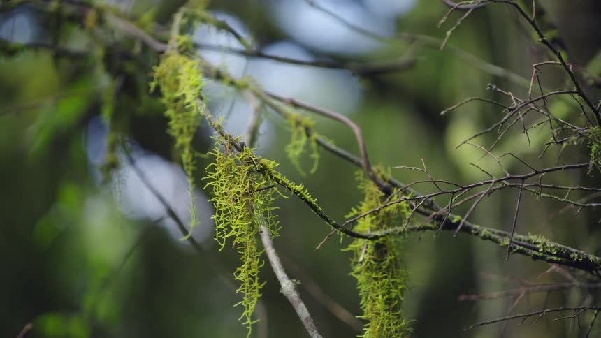 Close-up of bright green moss hanging from a tree branch with a slow focus pull revealing the forest background