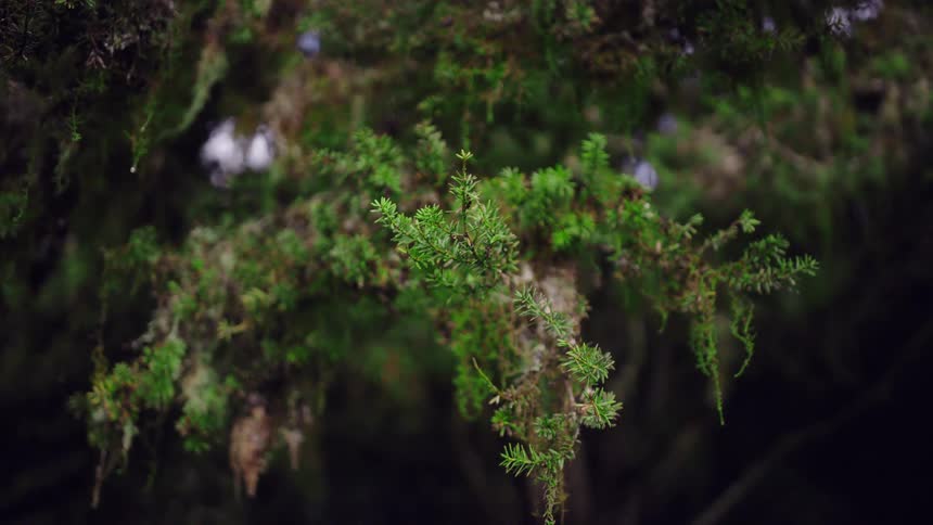 A slow focus pull reveals the intricate details of a lush, moss-covered evergreen branch in a dark forest
