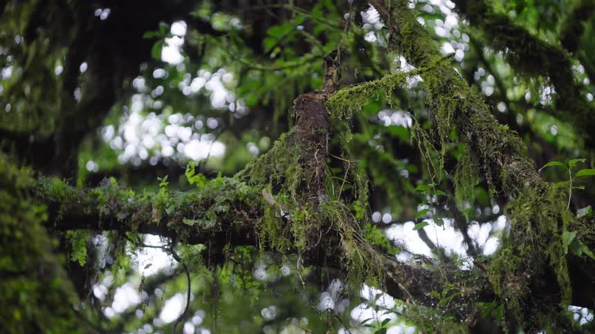 Raindrops gently fall on a thick, moss-covered tree branch in a lush green forest