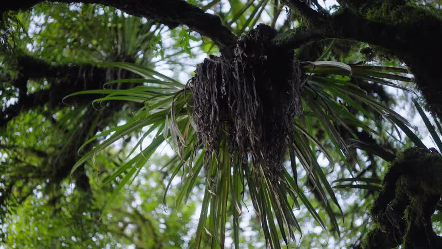 A slow zoom-out reveals a large, wild epiphyte with hanging roots on a mossy branch in a verdant rainforest canopy