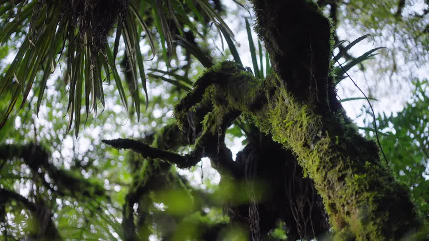A low-angle view looks up at ancient, gnarled tree branches covered in vibrant green moss within a tranquil rainforest