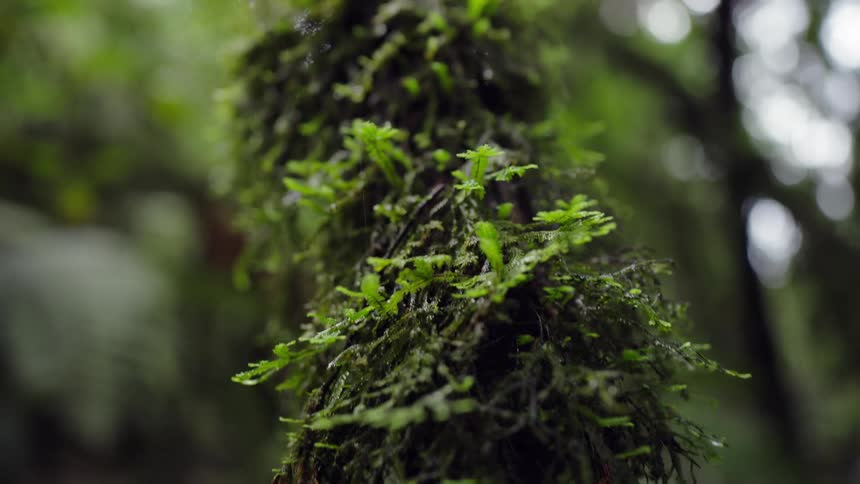 A slow pan up a tree trunk covered in lush, damp, green moss in a serene rainforest