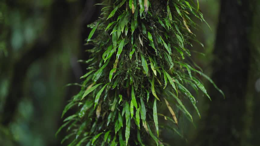 Lush green moss and ferns covered in dew hang from a branch in a misty rainforest