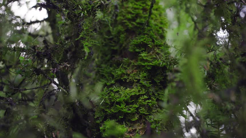 A detailed close-up shot focuses on the vibrant green moss growing on a tree trunk in a lush, damp forest