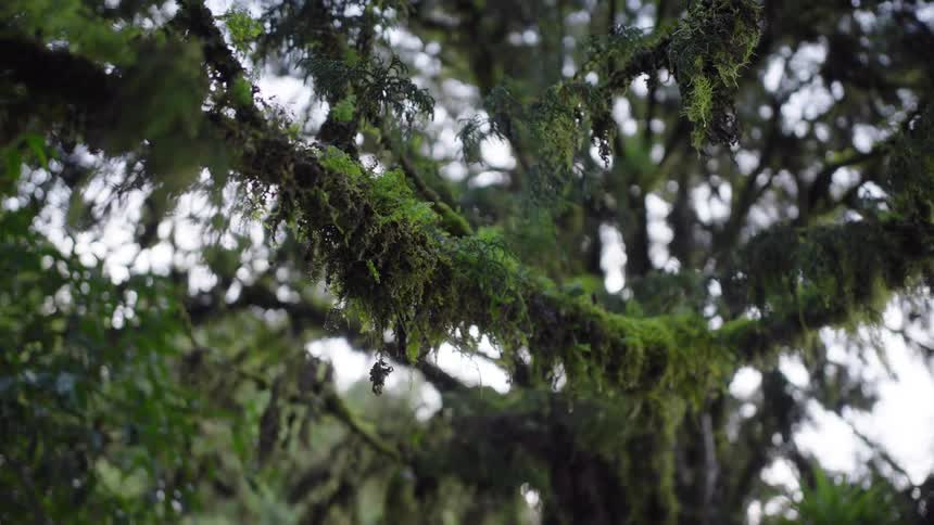 A close-up shot of a thick, green moss-covered branch in a tranquil rainforest