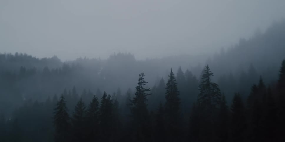 A somber and atmospheric view of a foggy mountain forest on an overcast day