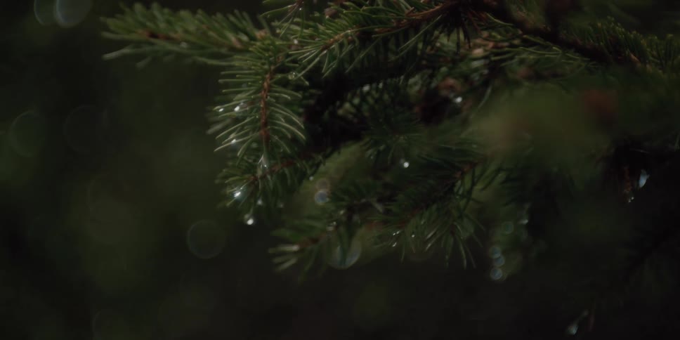 Moody close-up of raindrops sparkling on a pine tree branch with a soft bokeh background
