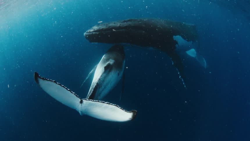 A tender underwater moment as a baby humpback whale calf nurses from its mother in the deep blue ocean