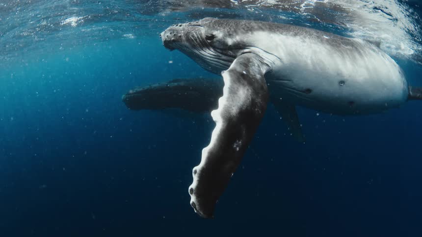 Two majestic humpback whales swim gracefully just below the ocean's surface in the deep blue sea