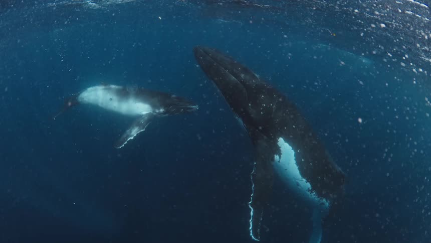 A mother humpback whale and her calf swim peacefully together just below the surface of the deep blue ocean