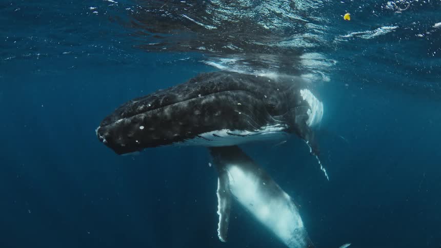 An intimate underwater view of a mother humpback whale and her calf resting peacefully together just below the surface of the ocean