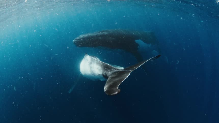 A tender moment between a mother humpback whale and her calf as they swim gracefully together in the deep blue ocean