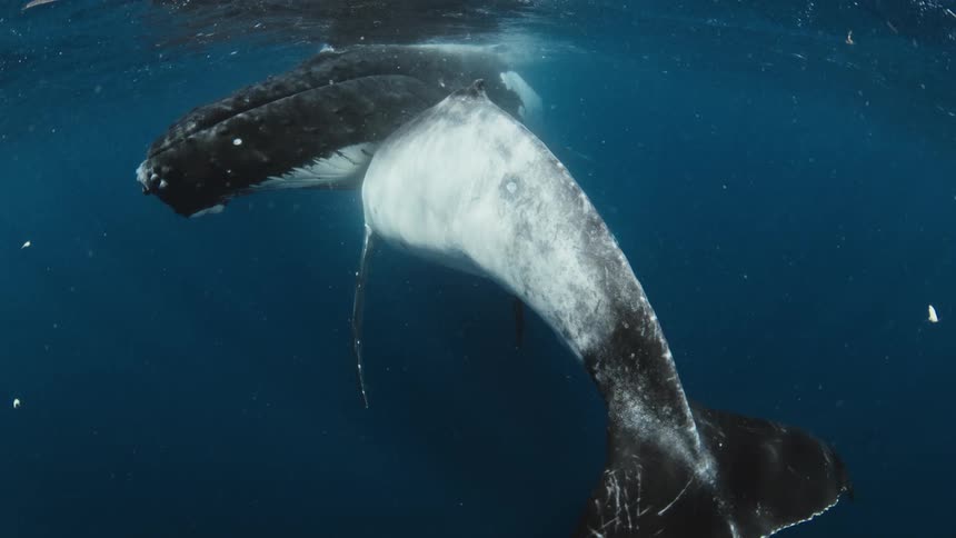 A baby humpback whale nurses from its mother while floating peacefully in the deep blue ocean