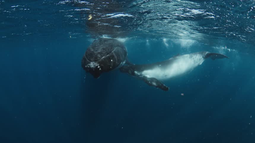 A mother humpback whale and her calf rest peacefully just below the ocean's surface before the baby begins to nurse