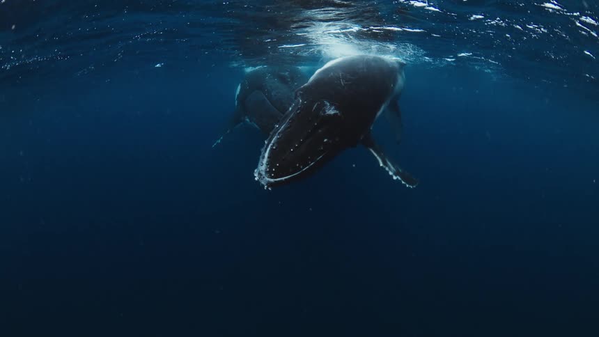 A serene underwater view shows a mother humpback whale and her calf swimming peacefully near the ocean's surface