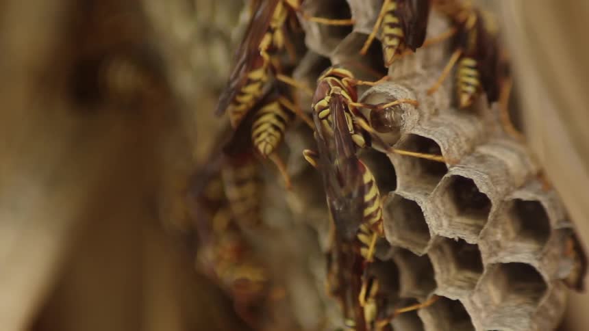 Bees move around buzzing on a hive