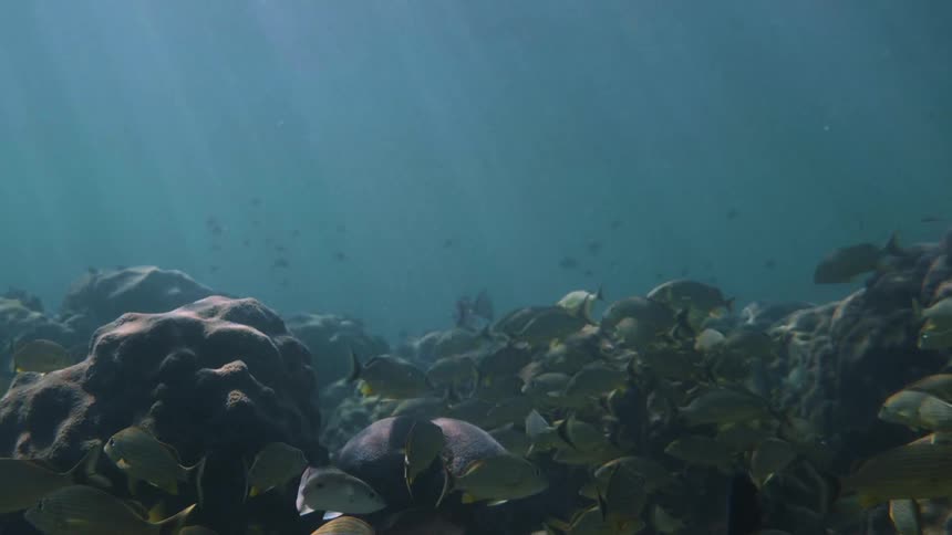 Large school of fish swimming low to the ocean floor