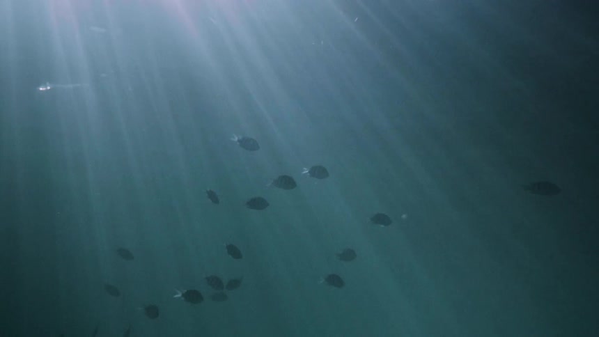 Fish swim under the light in the water