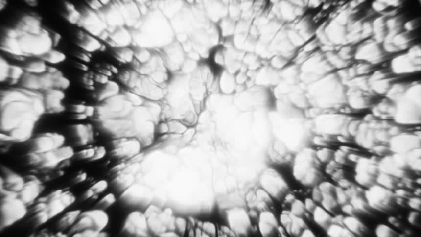 Monochromatic abstract background featuring a slowly evolving network of organic, vein-like patterns