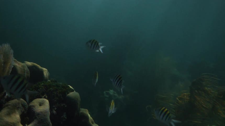 A school of fish is swimming near a coral reef in the ocean