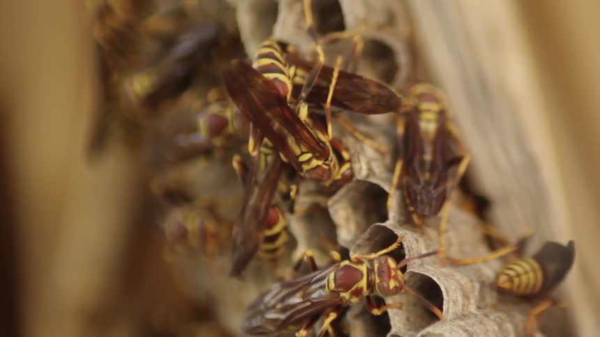 Hornets cover their hive