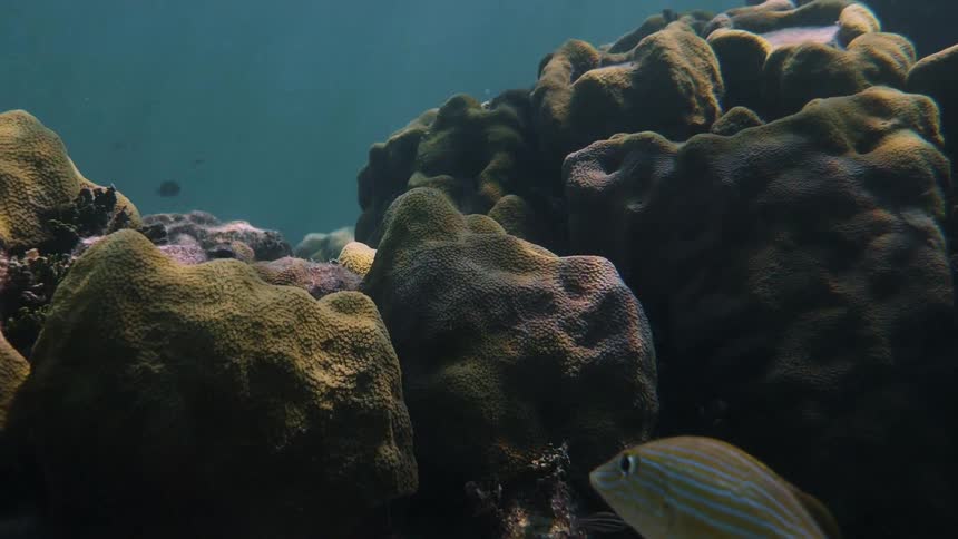 Fish swim past the rocks at the bottom of the water