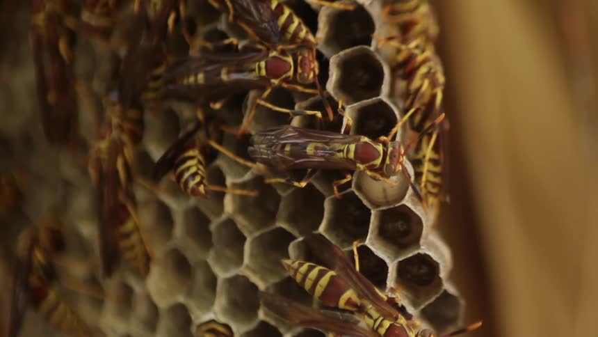 Bees move around the hive working