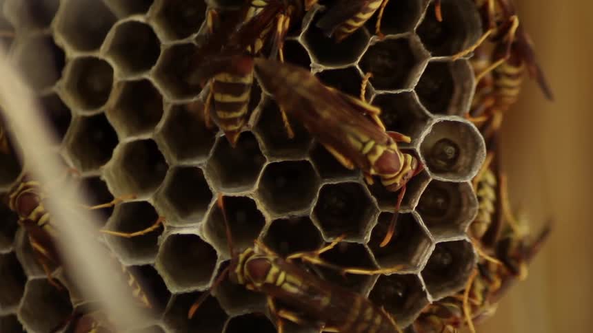 Bees surround a honeycomb with moving larva