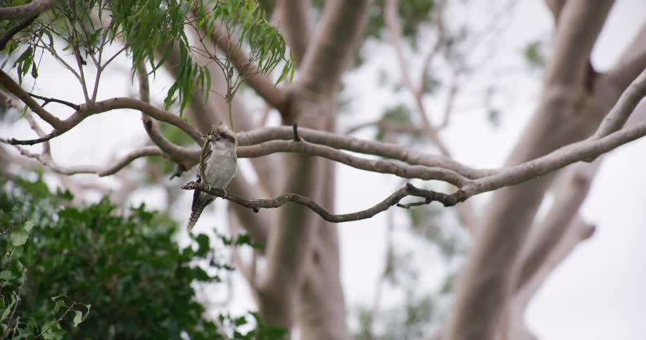 A solitary kookaburra bird sits patiently on a gnarled tree branch in its natural habitat