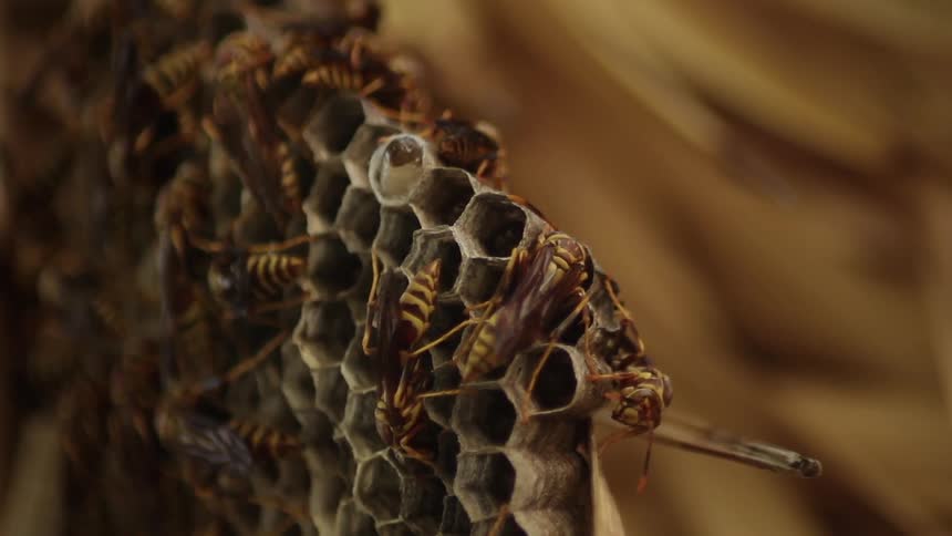 Bees fly around this large hive