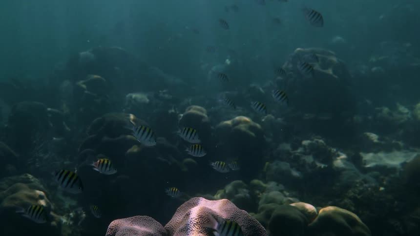 School of fish swim near ocean bottom