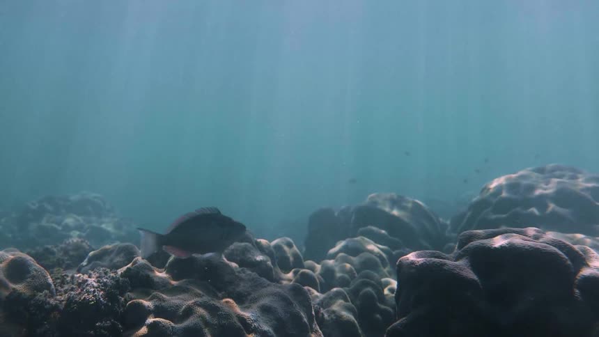 A fish is swimming near a coral reef in the ocean