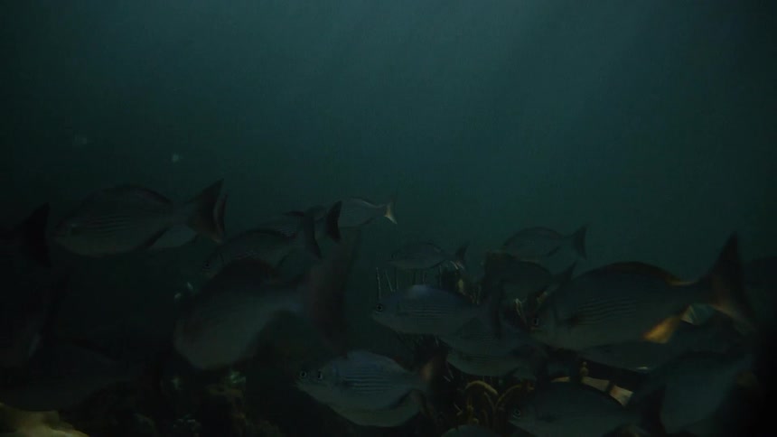 A school of fish swim in the dark waters