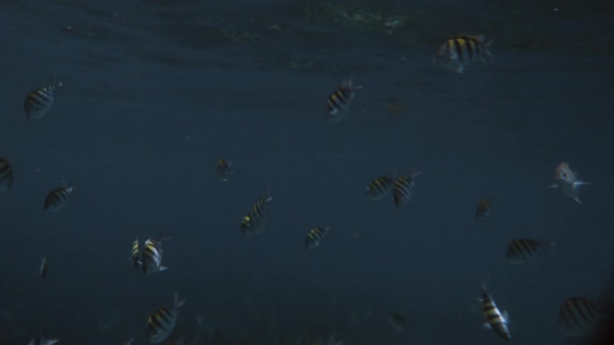 School of fish swimming in dark water