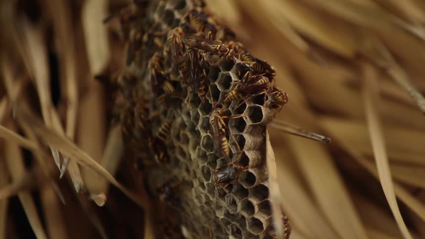 A large number of bees are on this hive