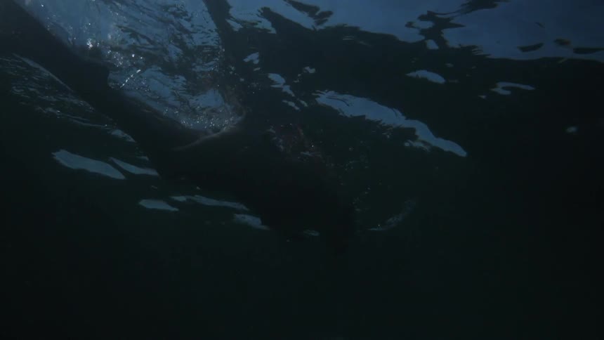A snorkeler swims in the ocean