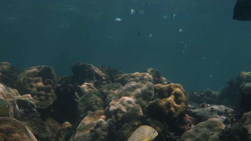 Fish swim near coral in the ocean