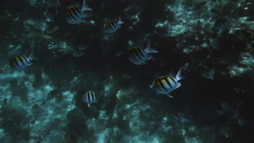 Tropical fish swimming above rocks in water