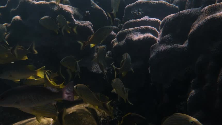 Fish swim near coral in the ocean