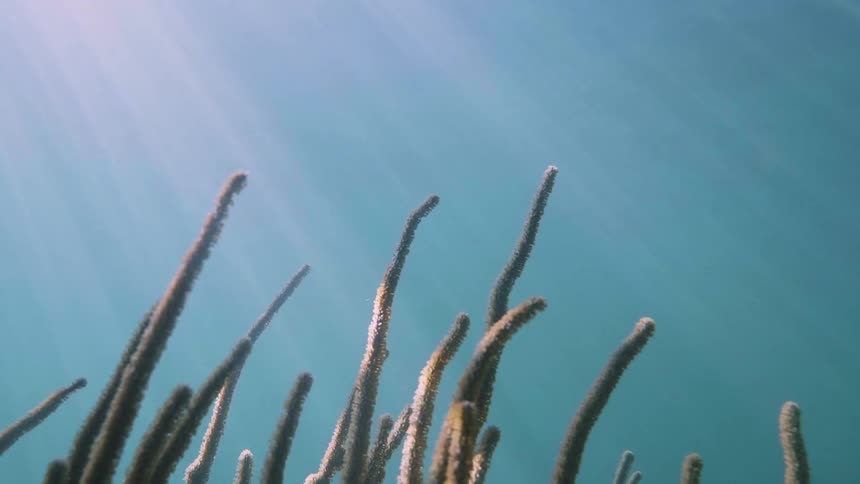 Sunlight shines onto seaweed in the ocean