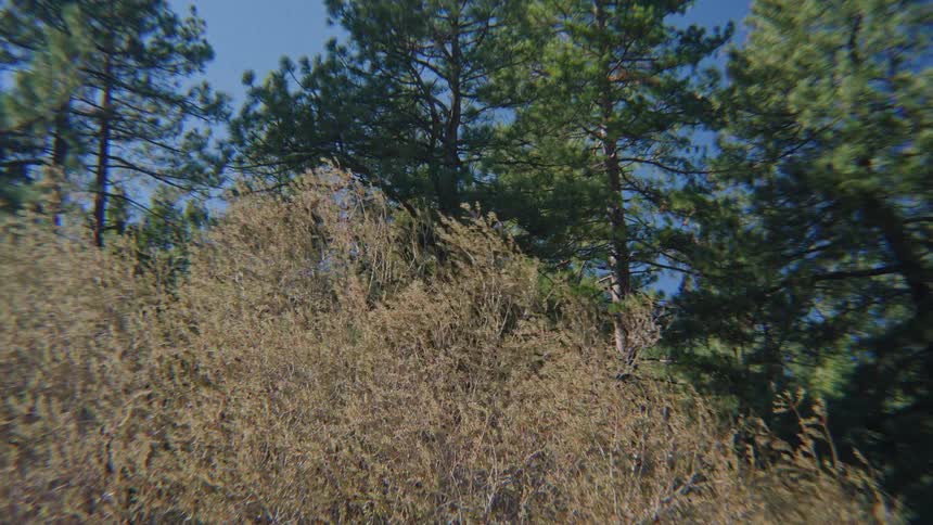 Wind gently blows through dry brush in front of a green pine forest on a sunny day